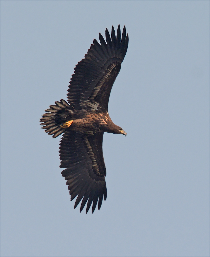 Junger Seeadler