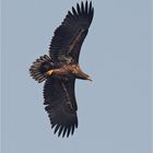 Junger Seeadler