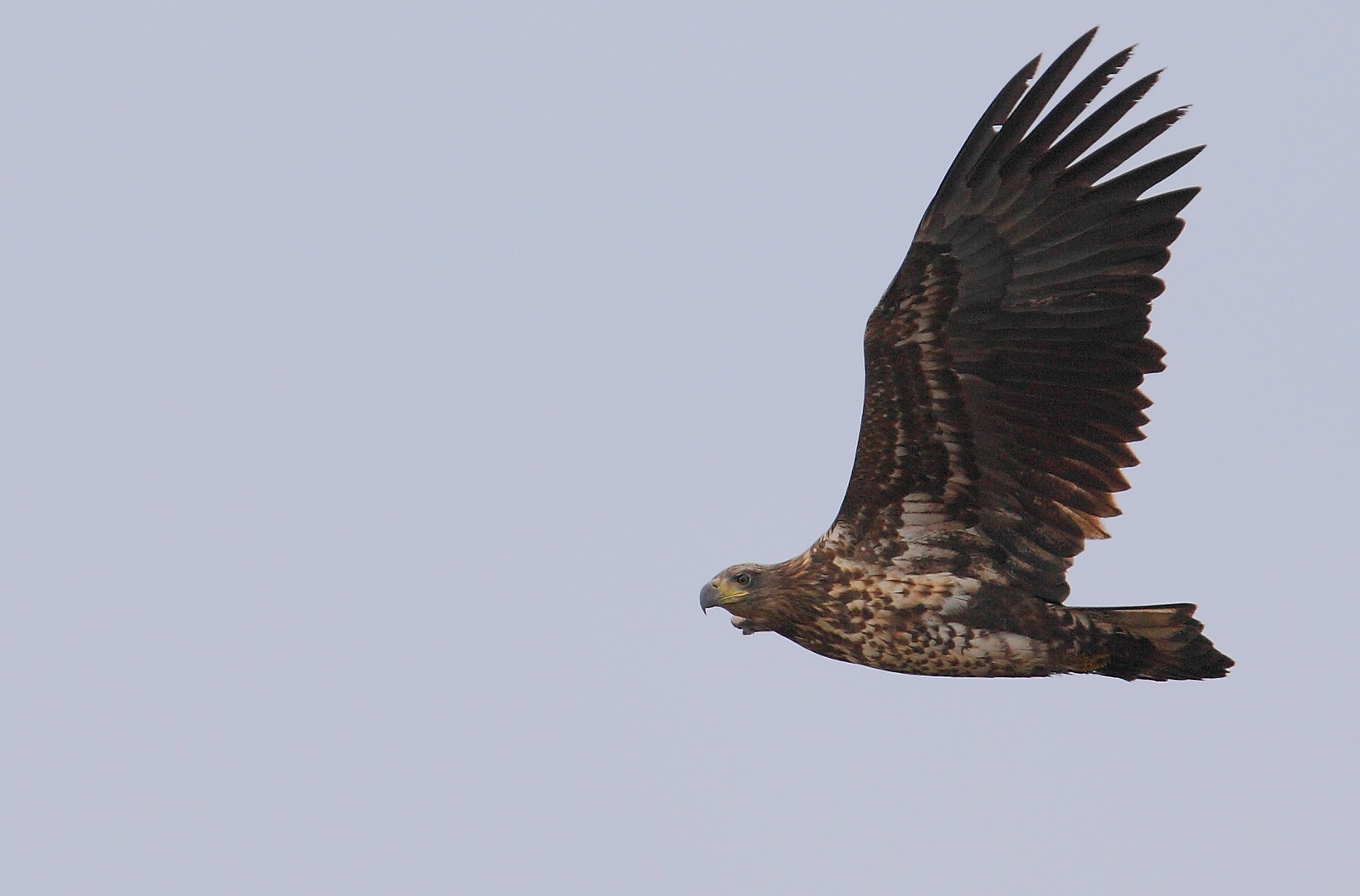 junger Seeadler