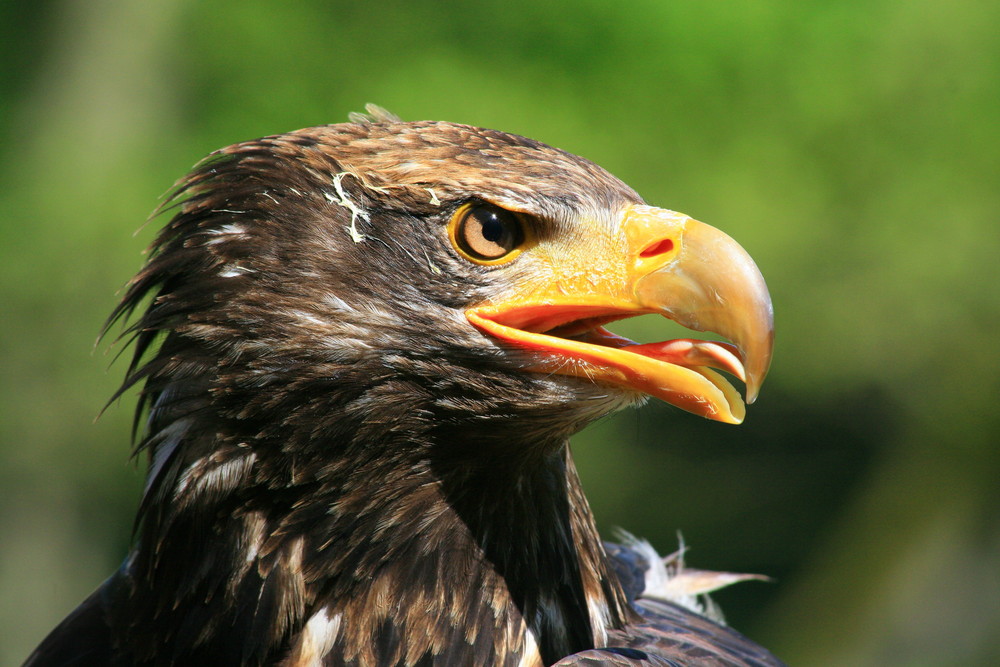 Junger Seeadler