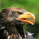 Junger Seeadler