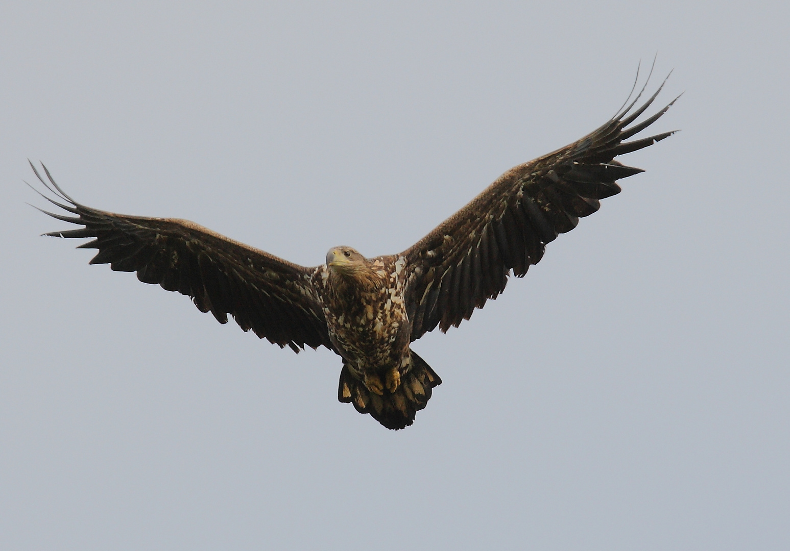 junger Seeadler 17.4.