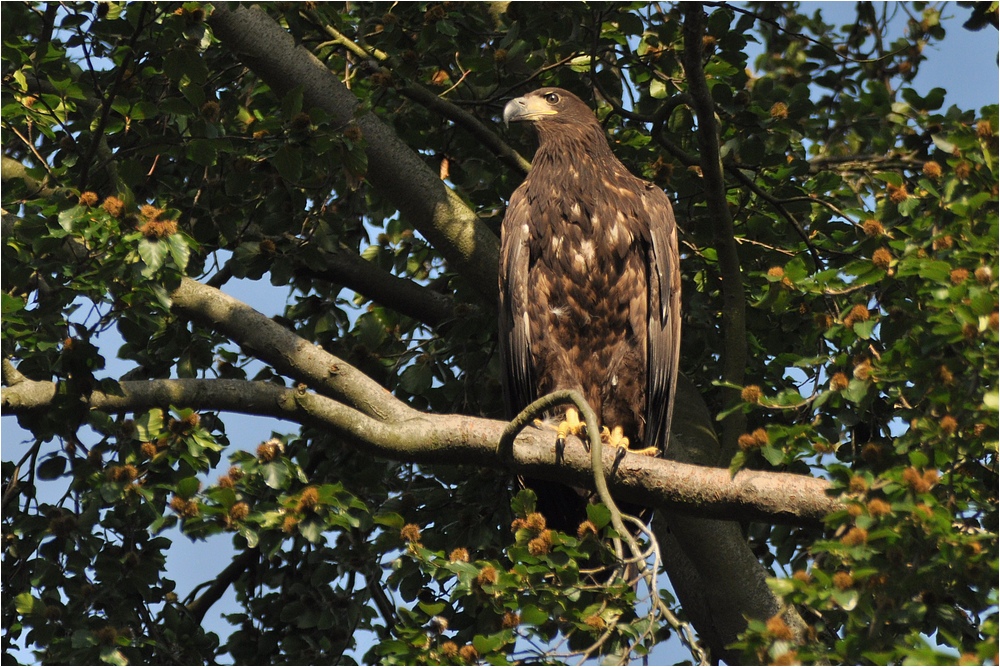 Junger Seeadler