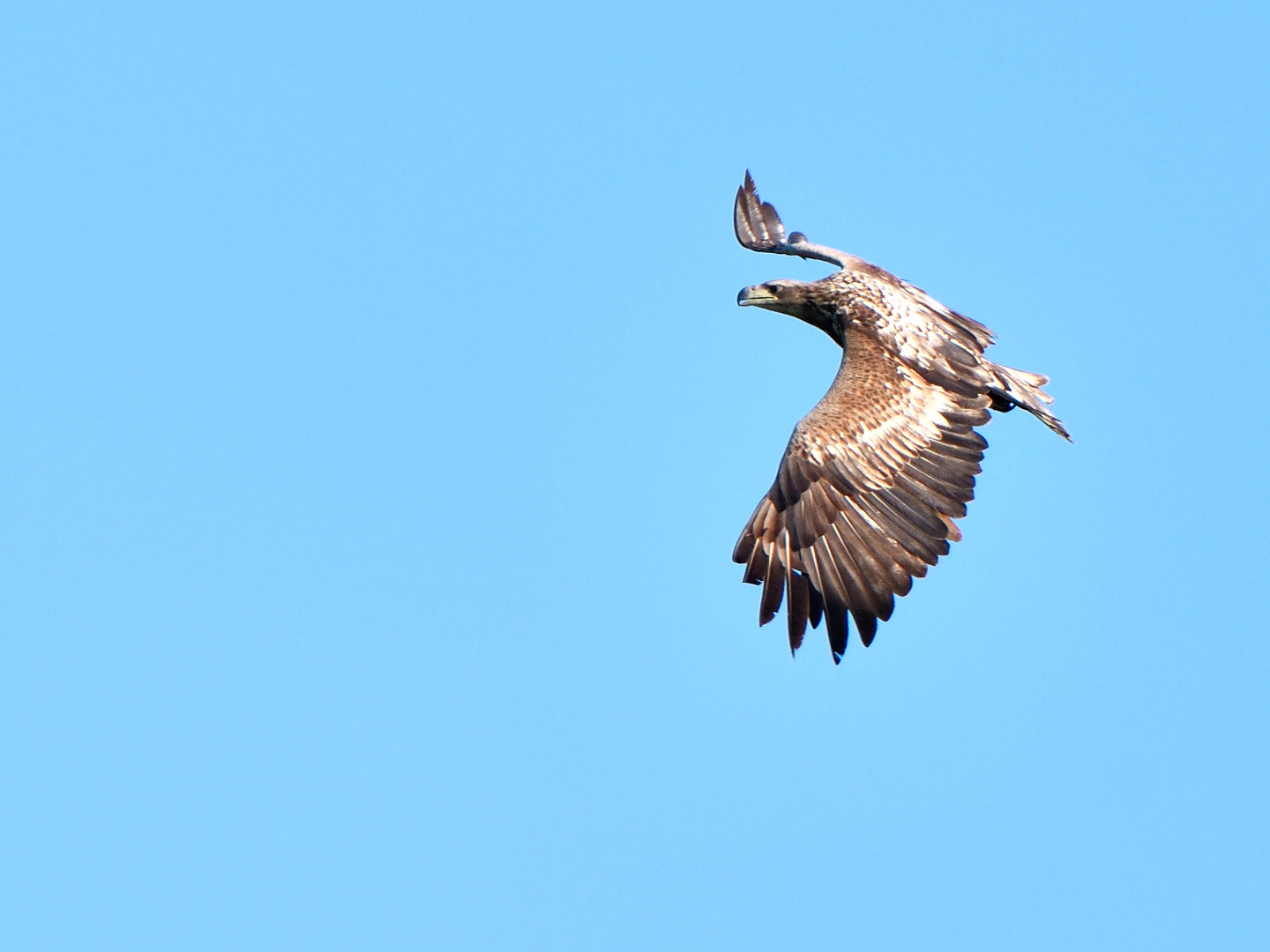 Junger Seeadler 2