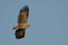 Junger Seeadler - 2