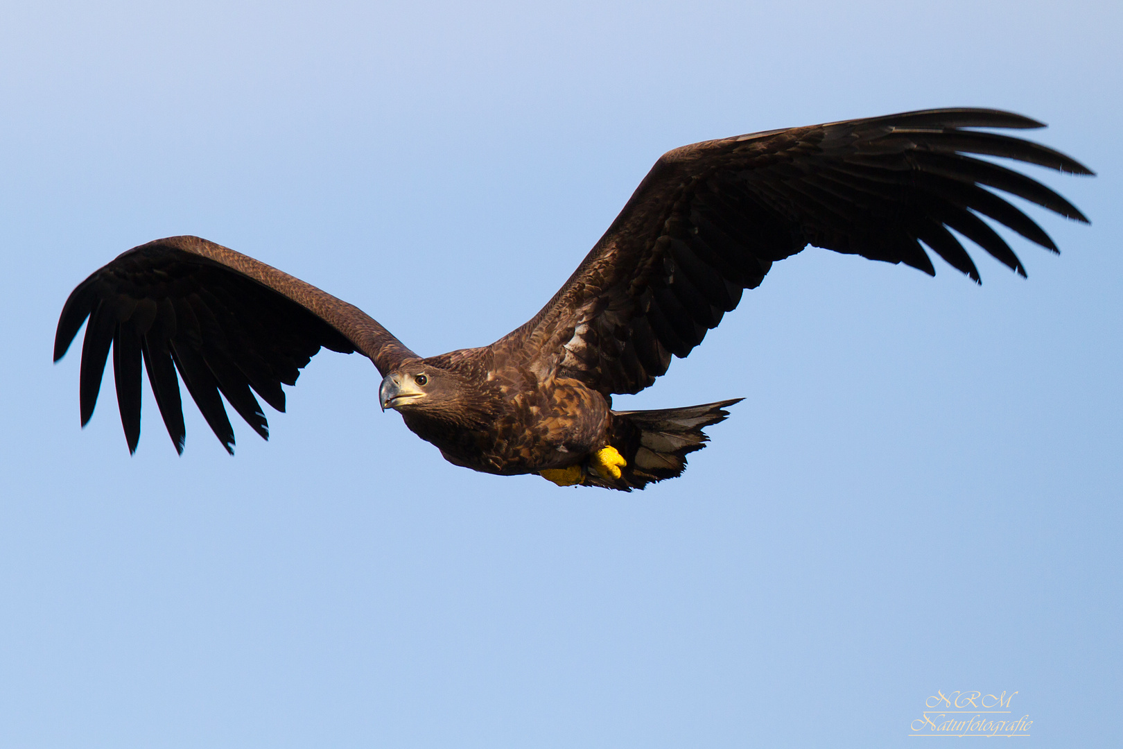 junger Seeadler 2