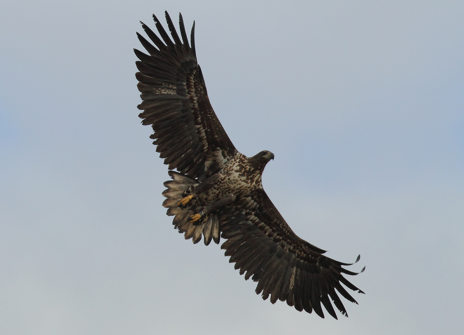 junger Seeadler 2