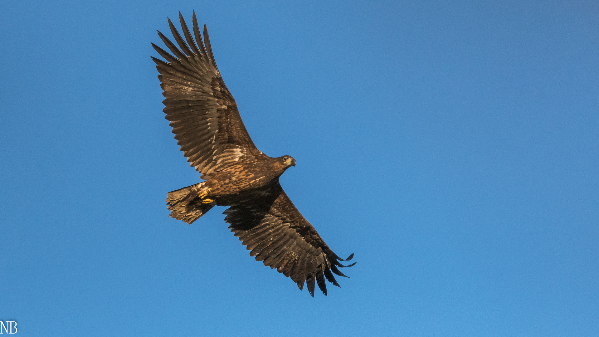 "Junger Seeadler 2022"