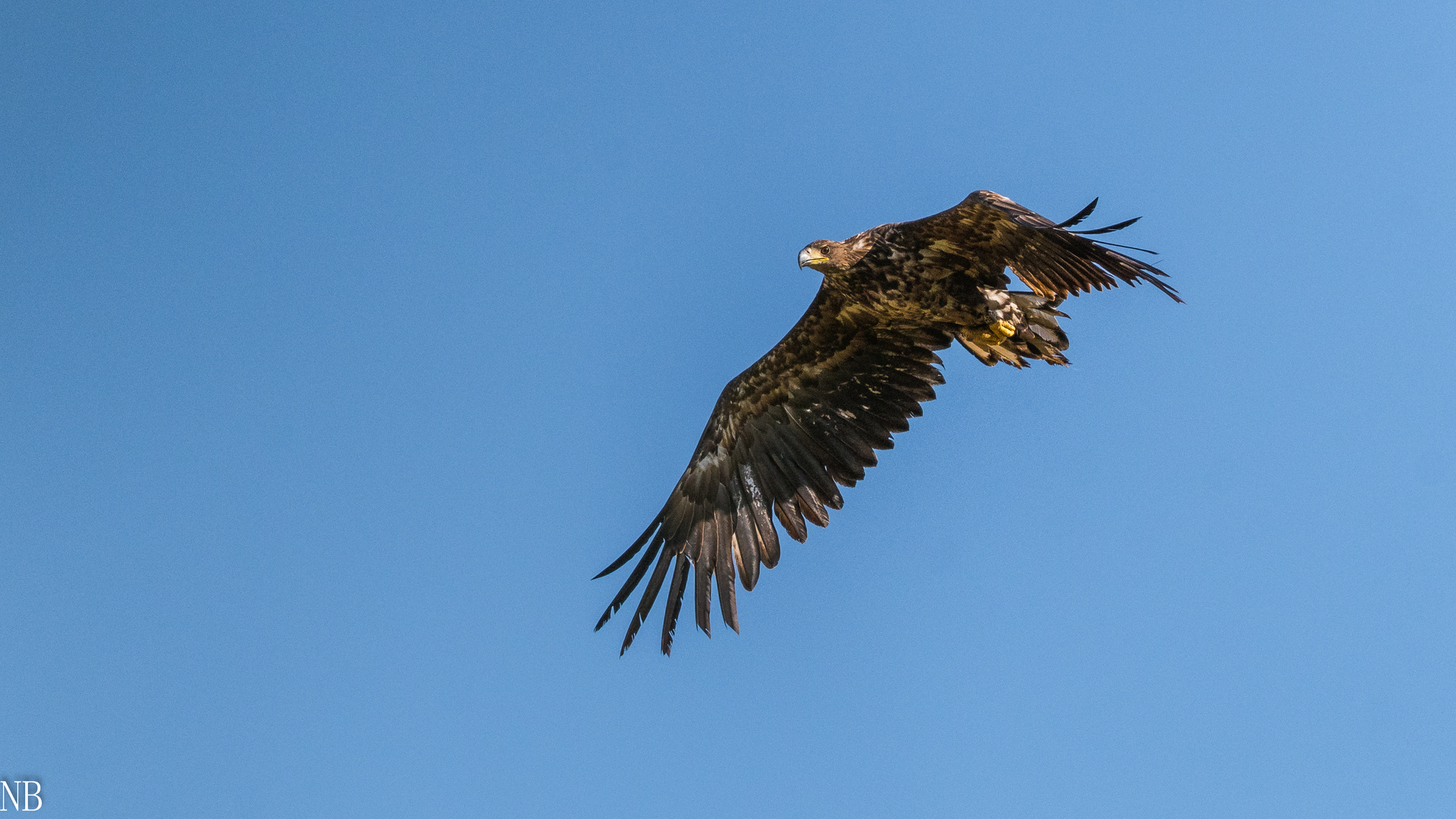 "Junger Seeadler 2023"