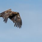 "Junger Seeadler 2023"