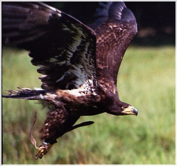 Junger Seeadler