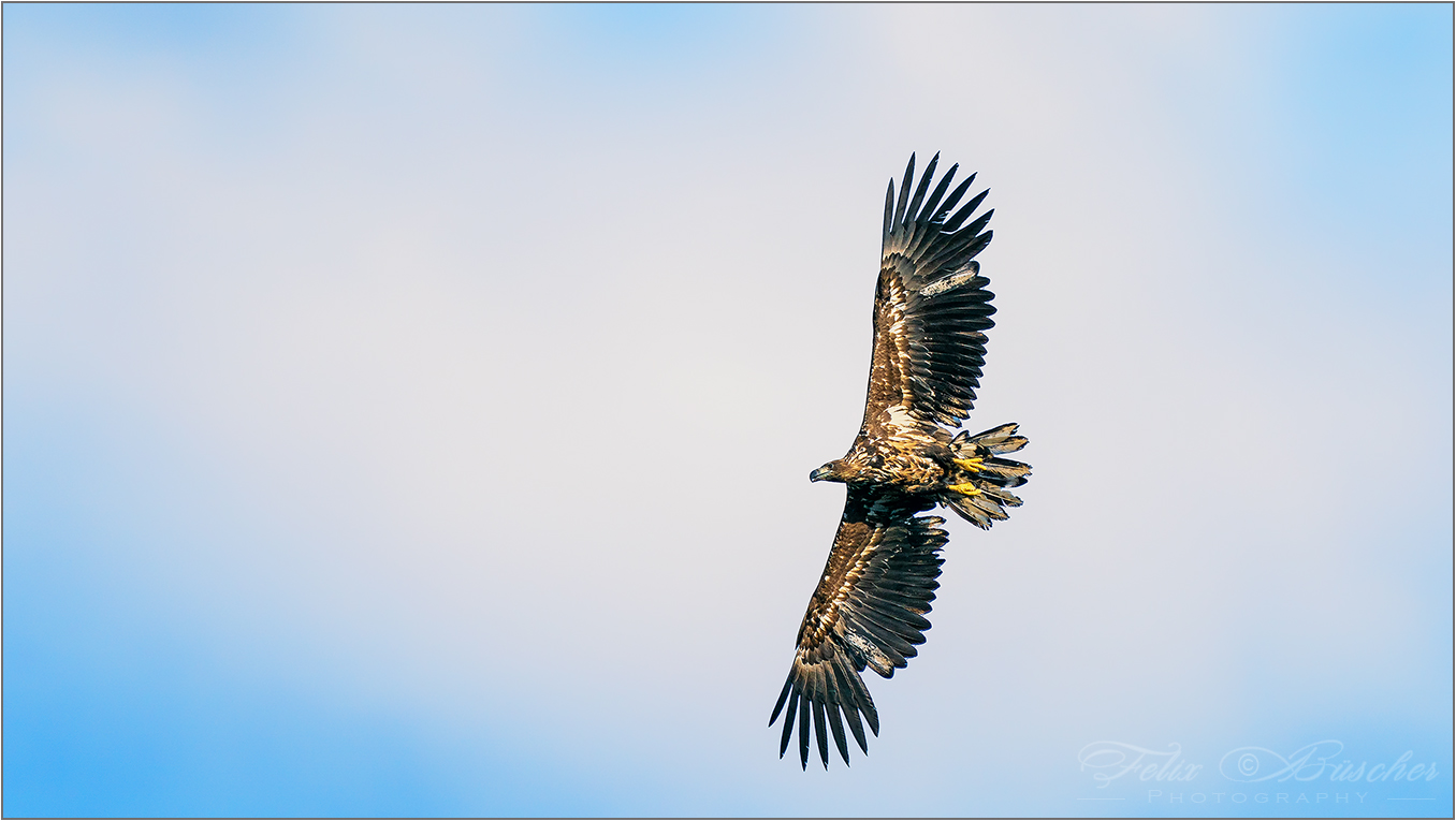 Junger Seeadler