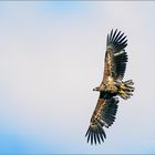 Junger Seeadler