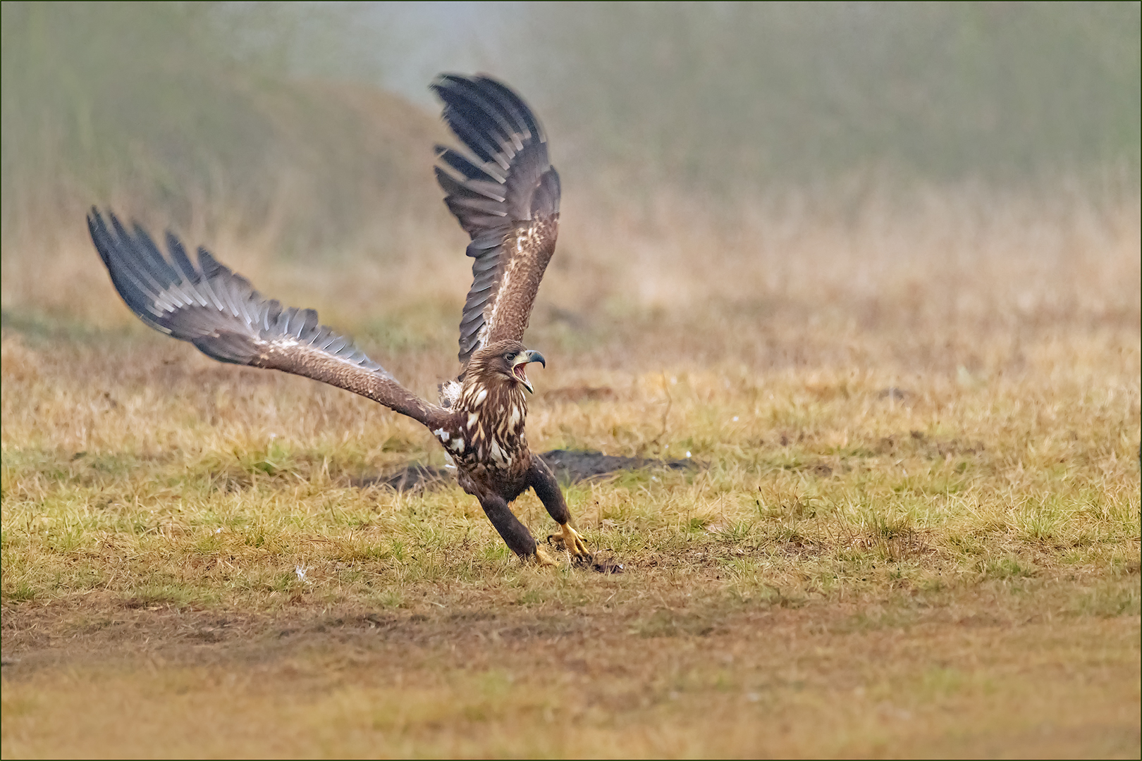 Junger Seeadler