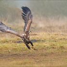 Junger Seeadler