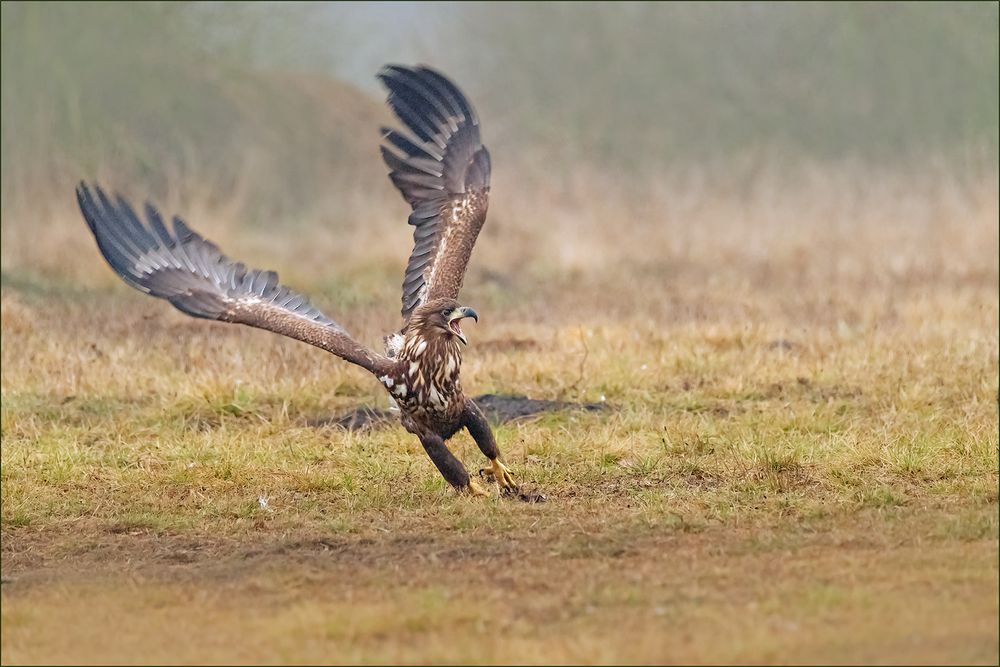 Junger Seeadler