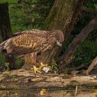 Junger Seeadler