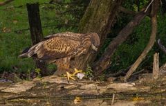 Junger Seeadler