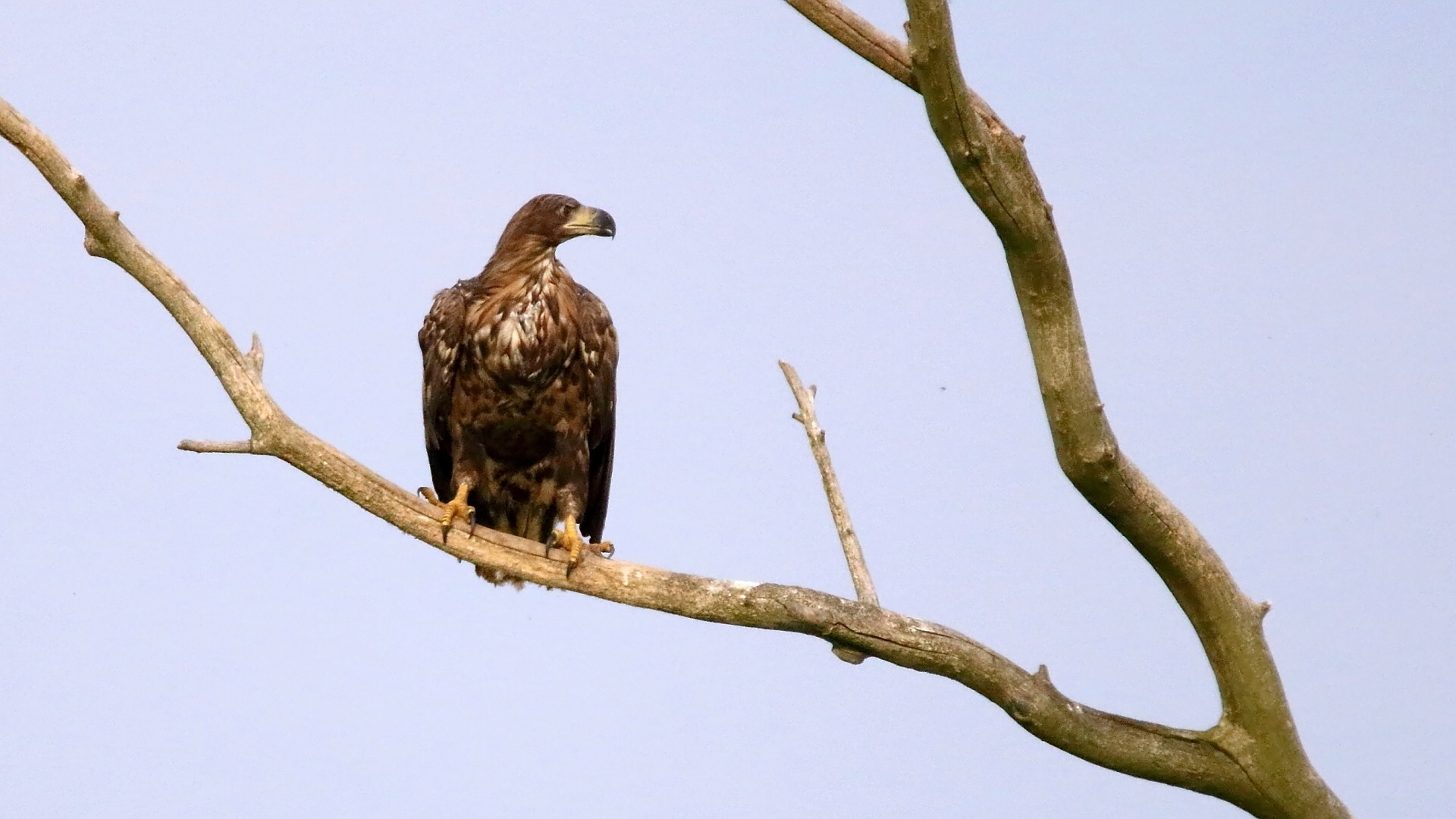 Junger Seeadler