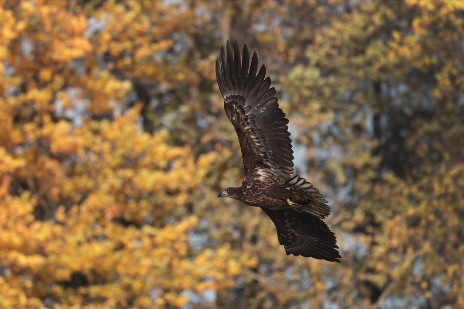 Junger Seeadler