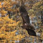 Junger Seeadler