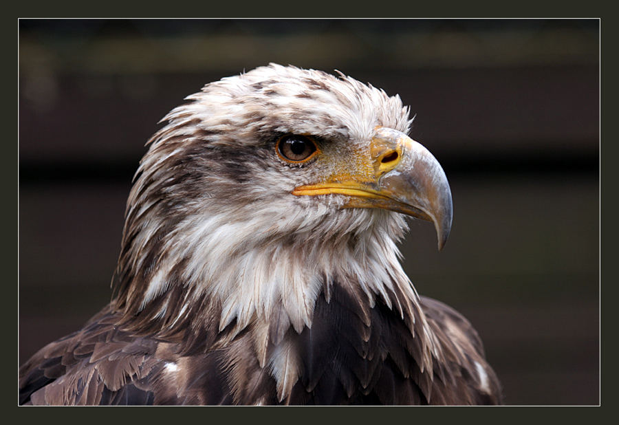 Junger Seeadler