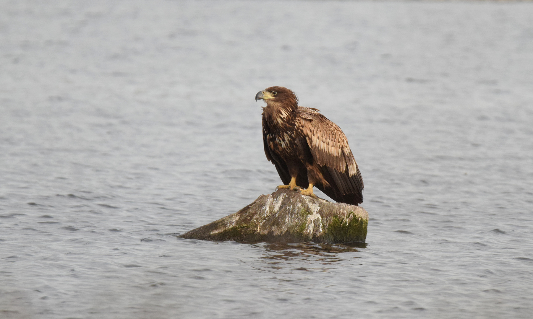 Junger Seeadler