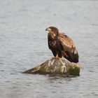 Junger Seeadler