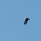 Junger Seeadler...