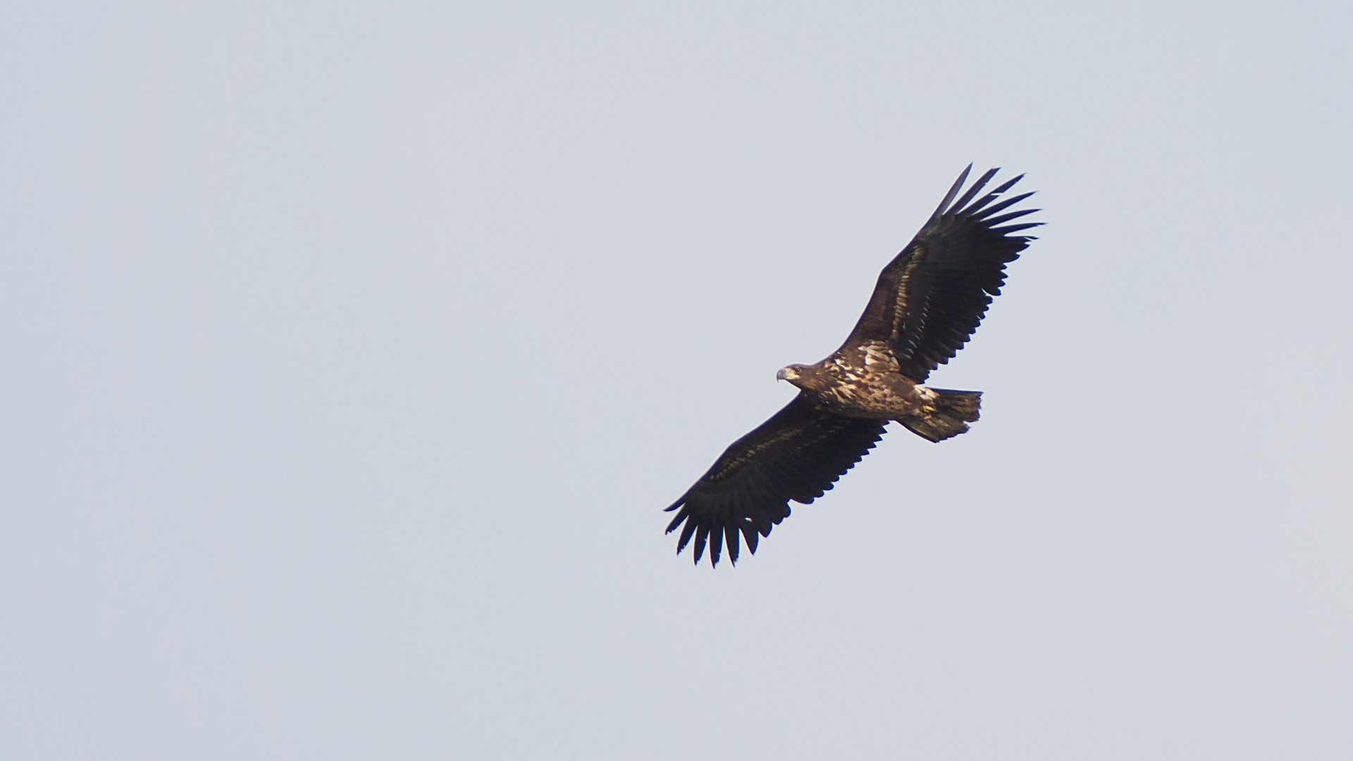 Junger Seeadler