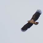 Junger Seeadler