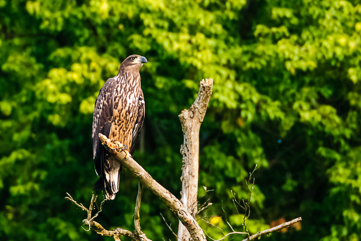 Junger Seeadler