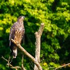 Junger Seeadler