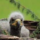 Junger Seeadler