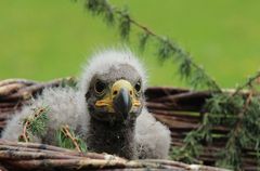 Junger Seeadler