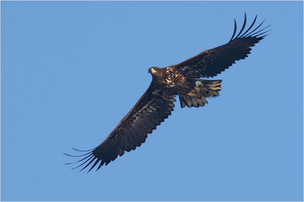 Junger Seeadler