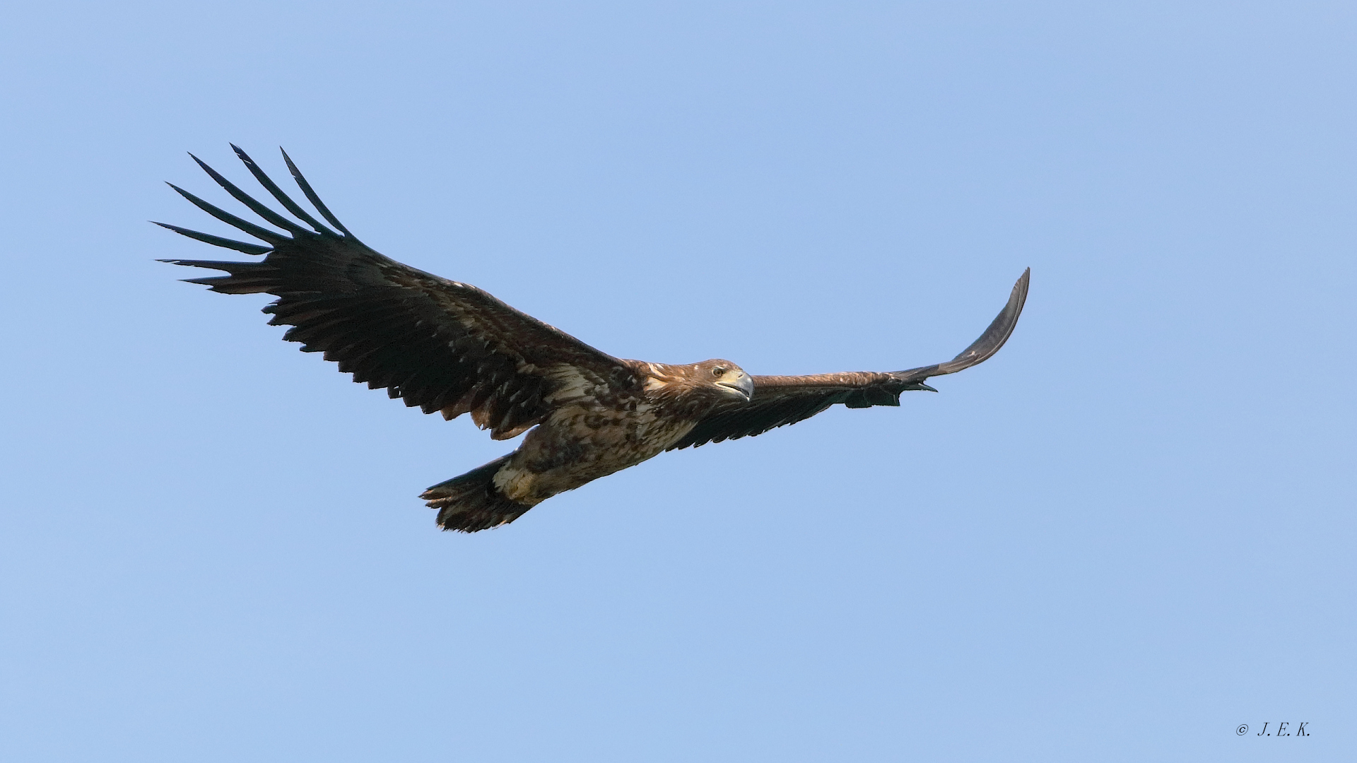 Junger Seeadler