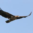 Junger Seeadler