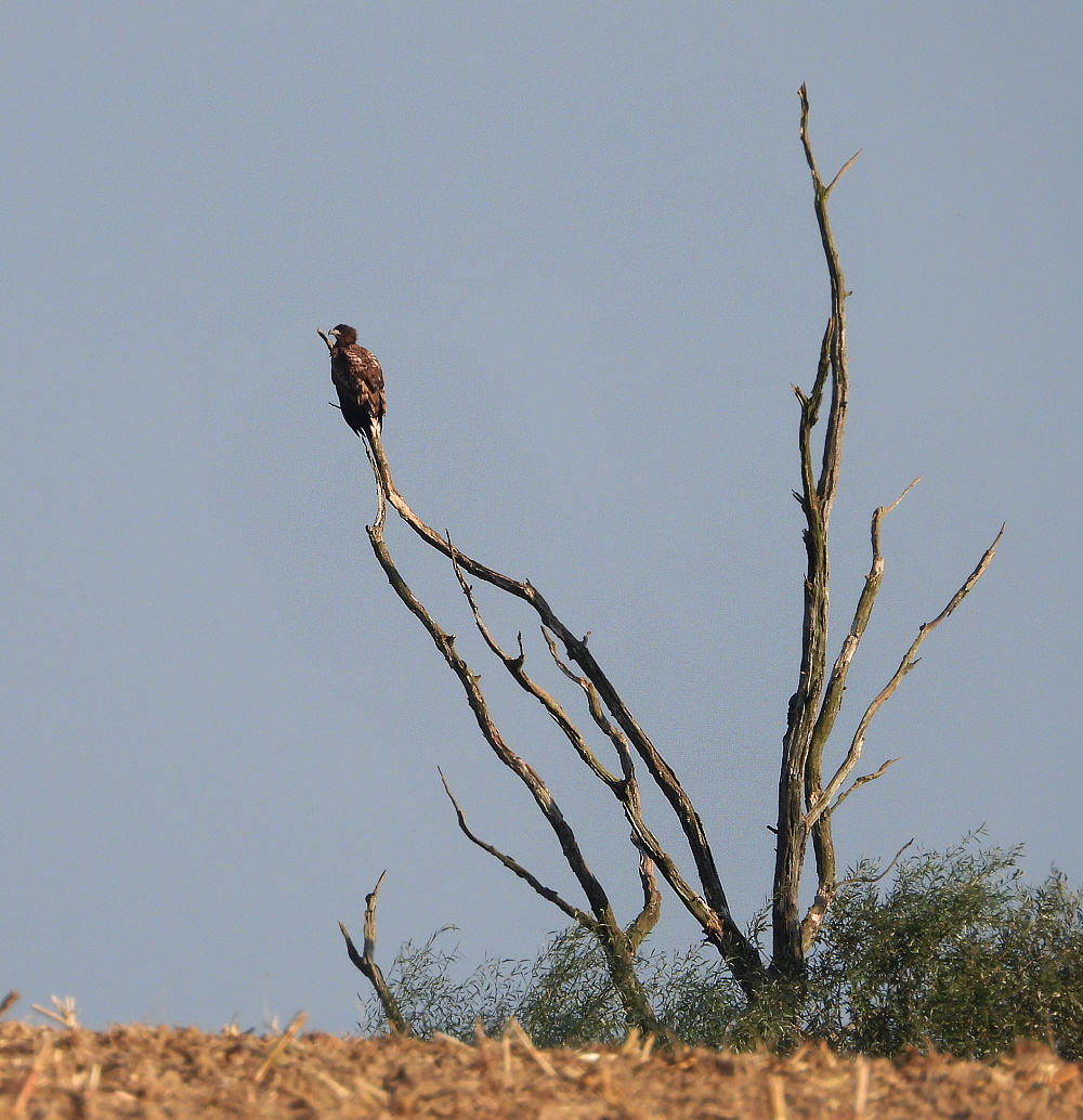 Junger Seeadler ?