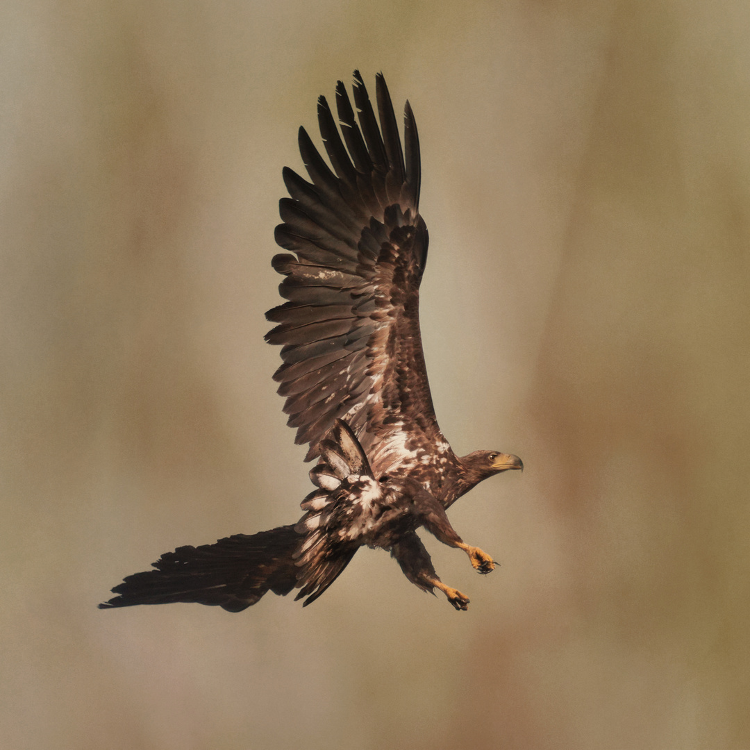 Junger Seeadler