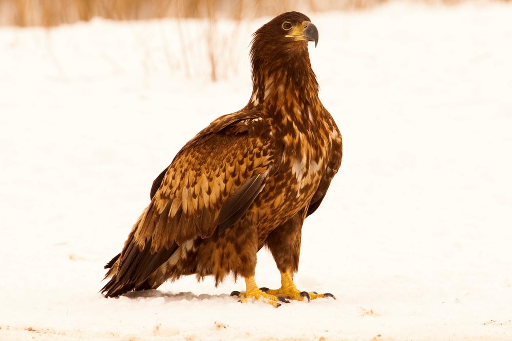 junger Seeadler