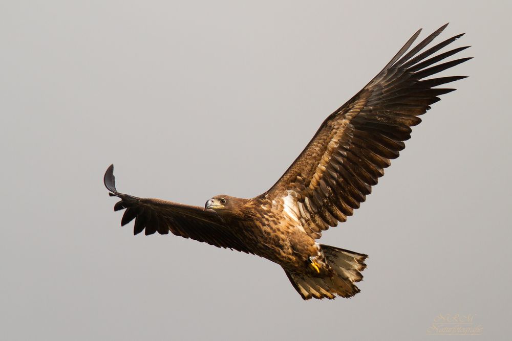 junger Seeadler 5