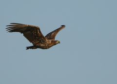 Junger Seeadler