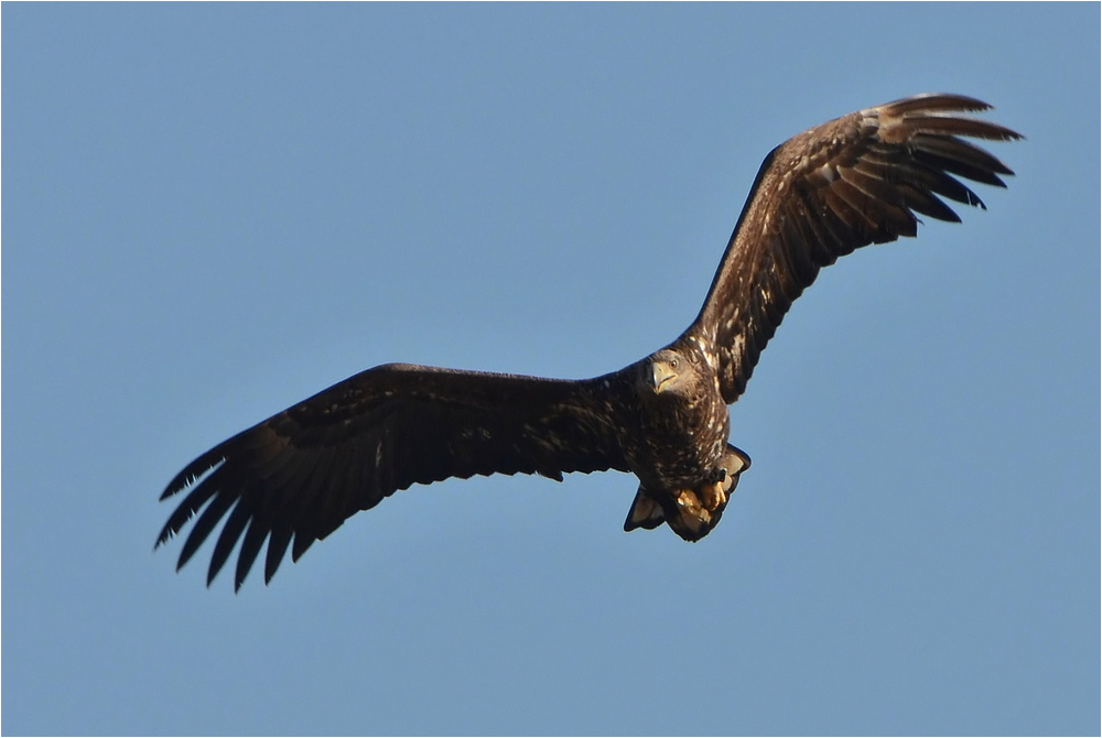 Junger Seeadler