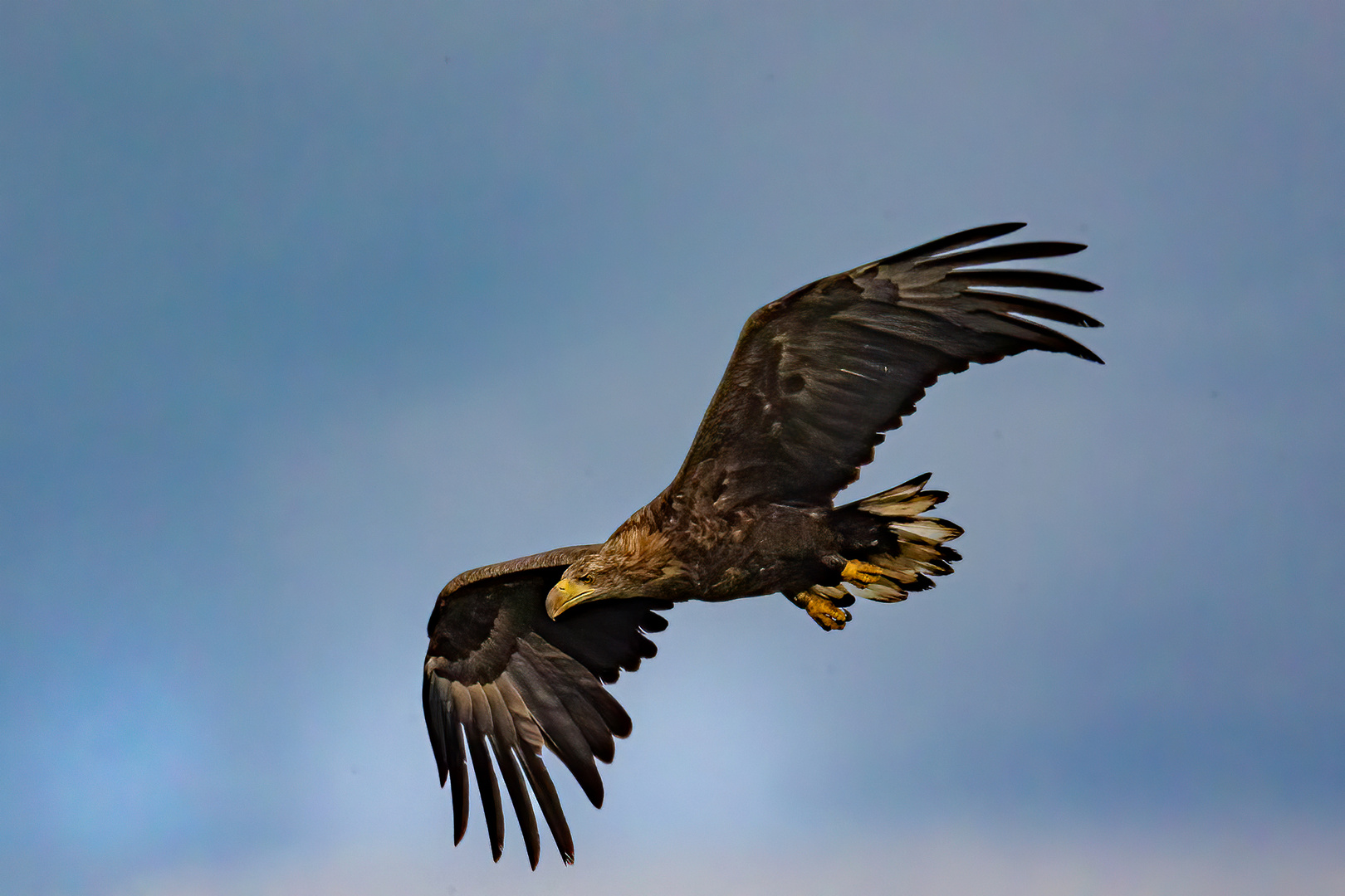 Junger Seeadler