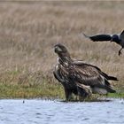 Junger Seeadler ...