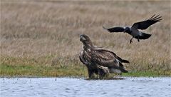 Junger Seeadler ...