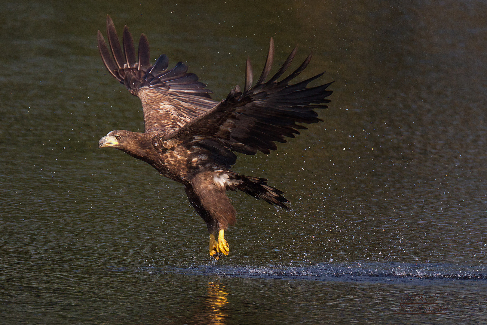 junger Seeadler 6