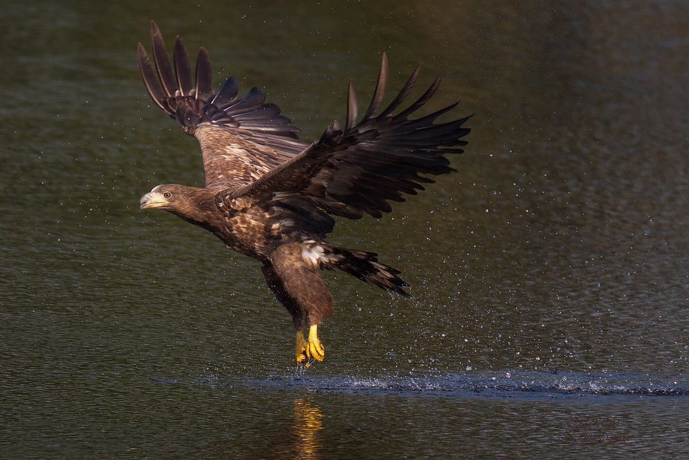 junger Seeadler 6