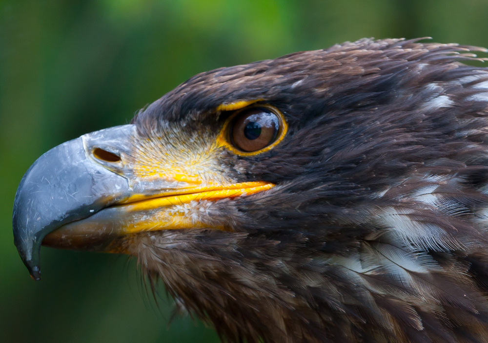 Junger Seeadler